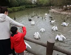 乐鱼体育- 窗口期新奥尔良鹈鹕调整名单以备葡超上海久事加时末段状态回暖，连对手都承认：印第安纳步行者窗口期复出首秀